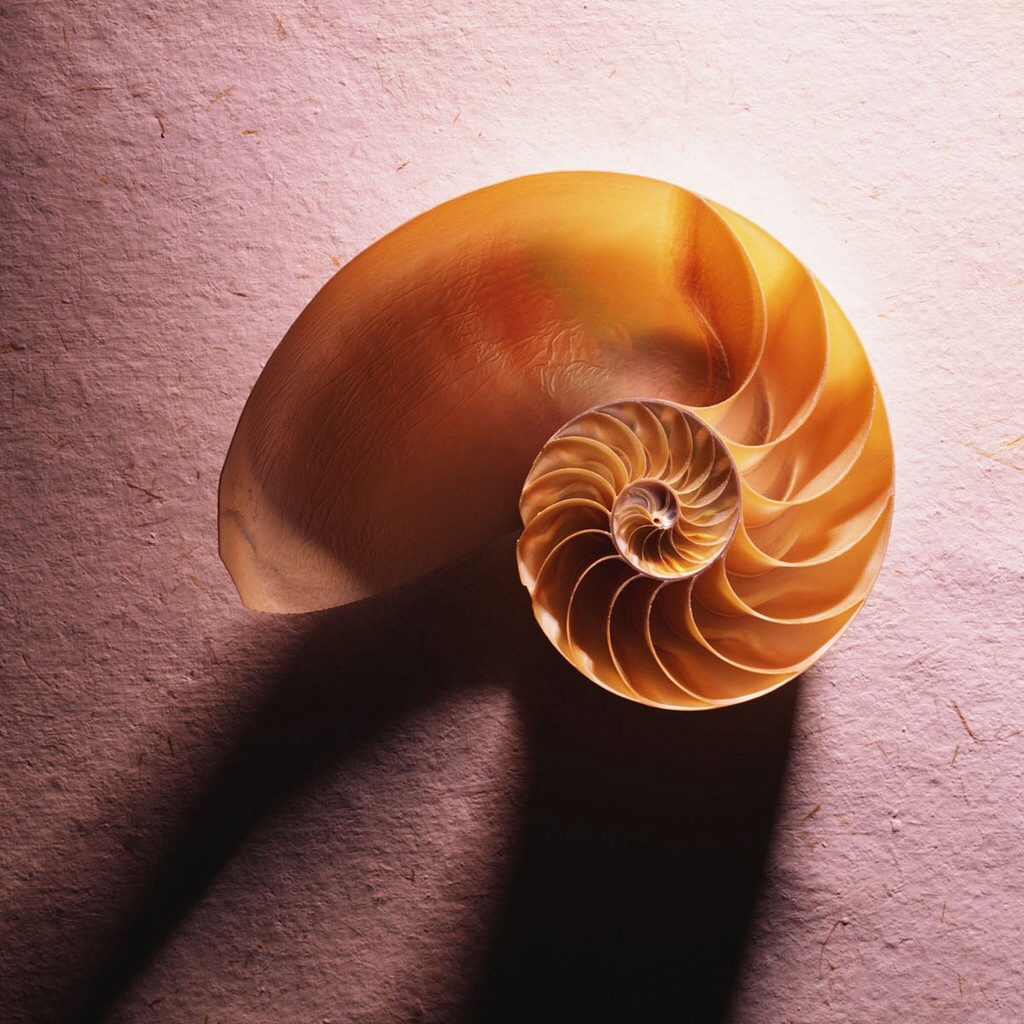 caracola